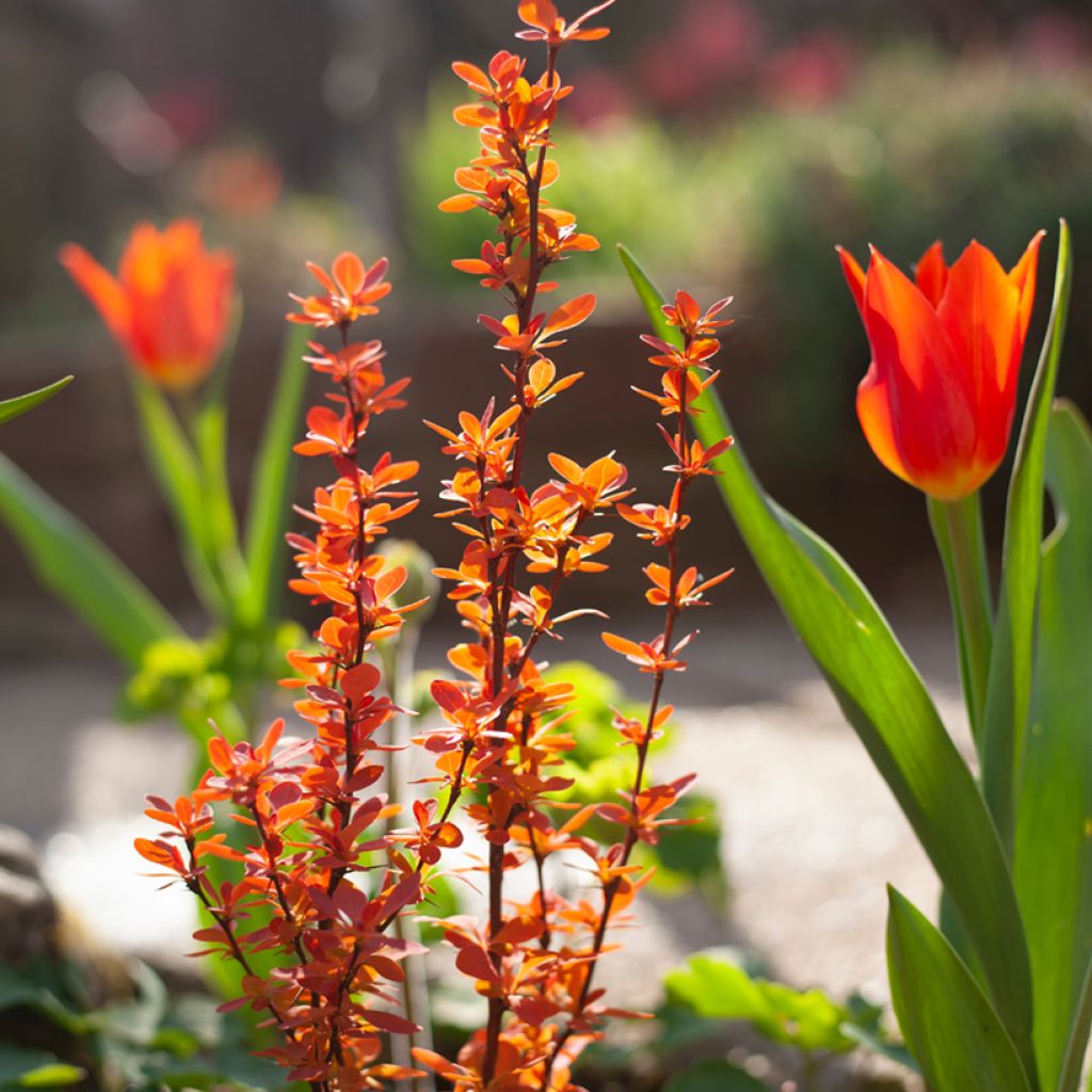 Berberis thunbergii Orange Ice - Barberry