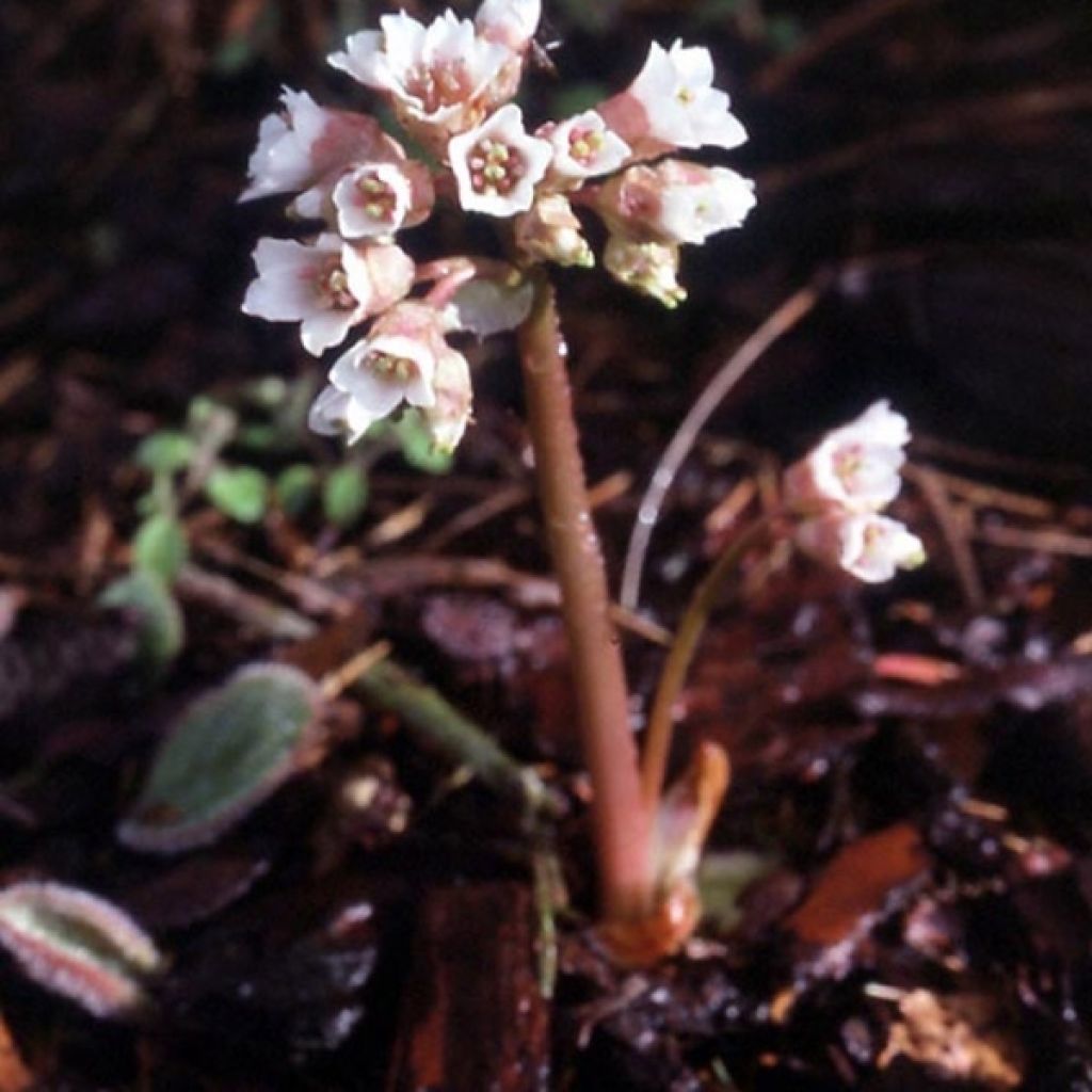 Bergenia ciliata - Elephant's Ears