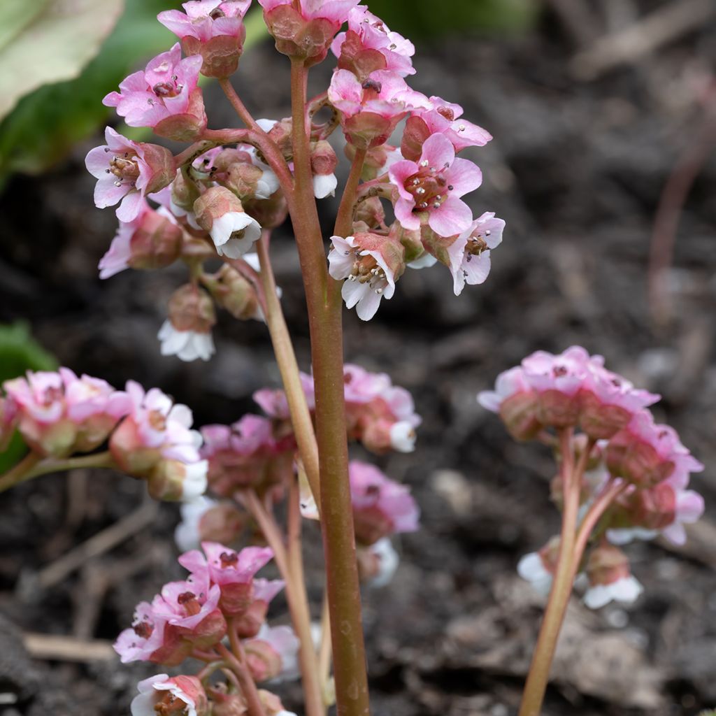 Bergenia ciliata - Elephant's Ears