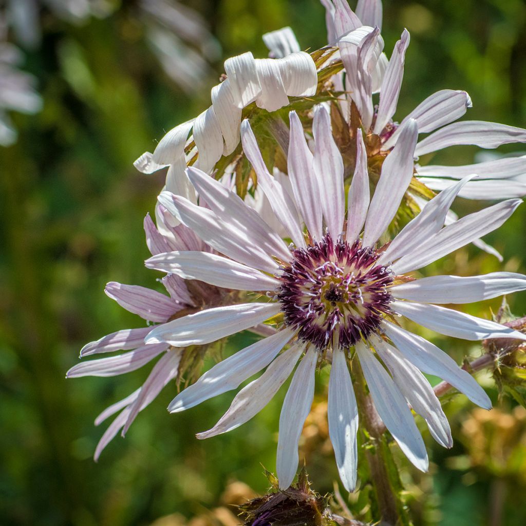 Berkheya purpurea - Purple Berkheya