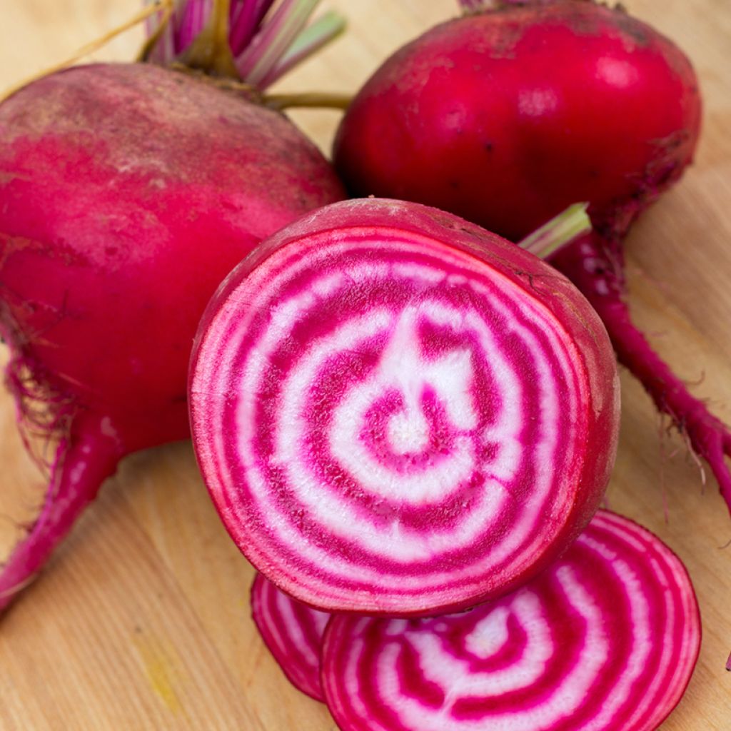 Chioggia Beetroot - Ferme de Sainte Marthe seeds