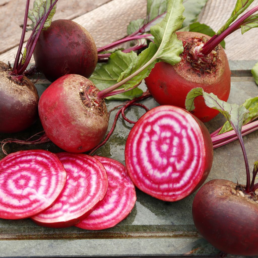 Chioggia Beetroot - Beta vulgaris