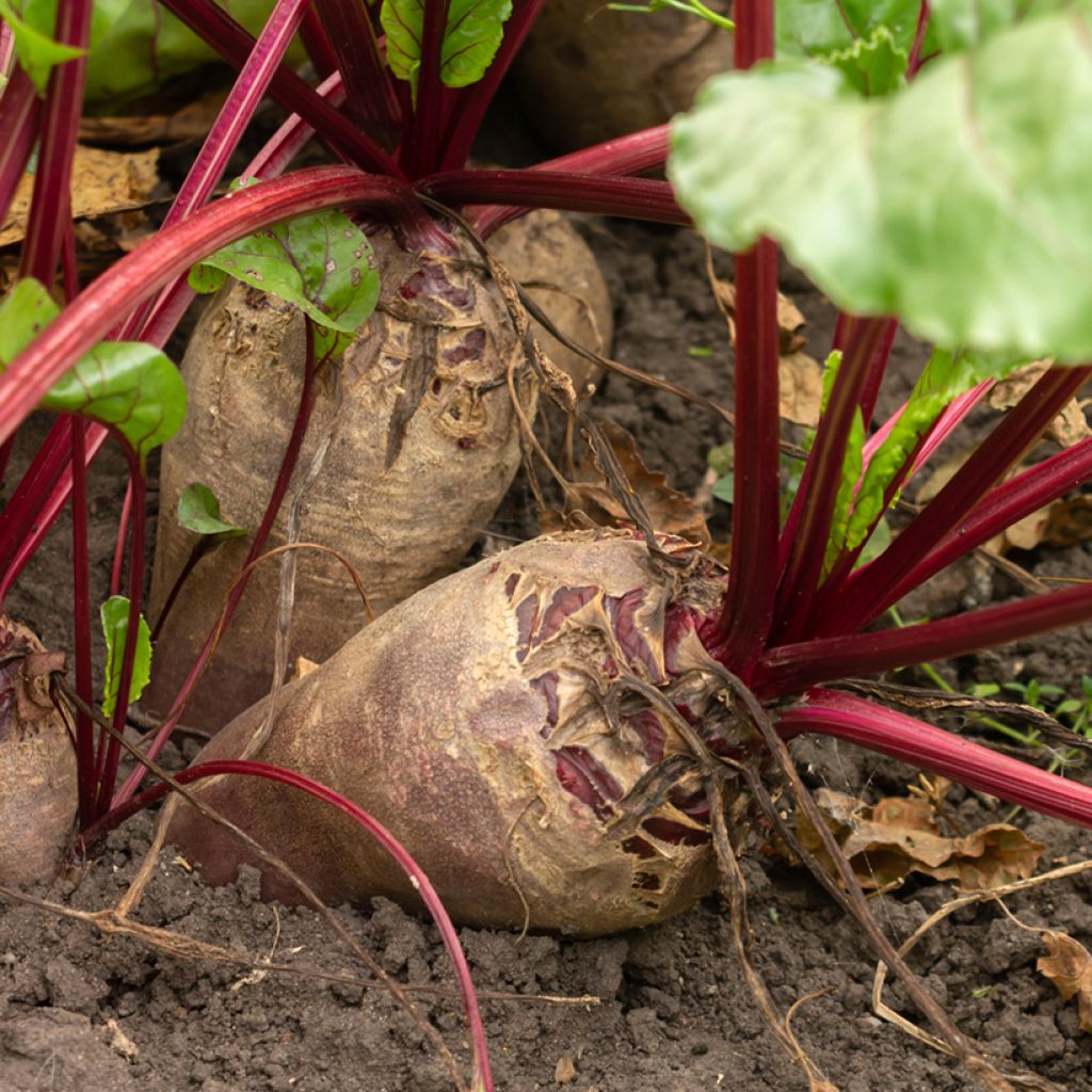 Beet - Beta vulgaris