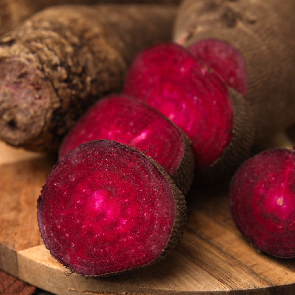 Crapaudine Beetroot - Vilmorin Seeds