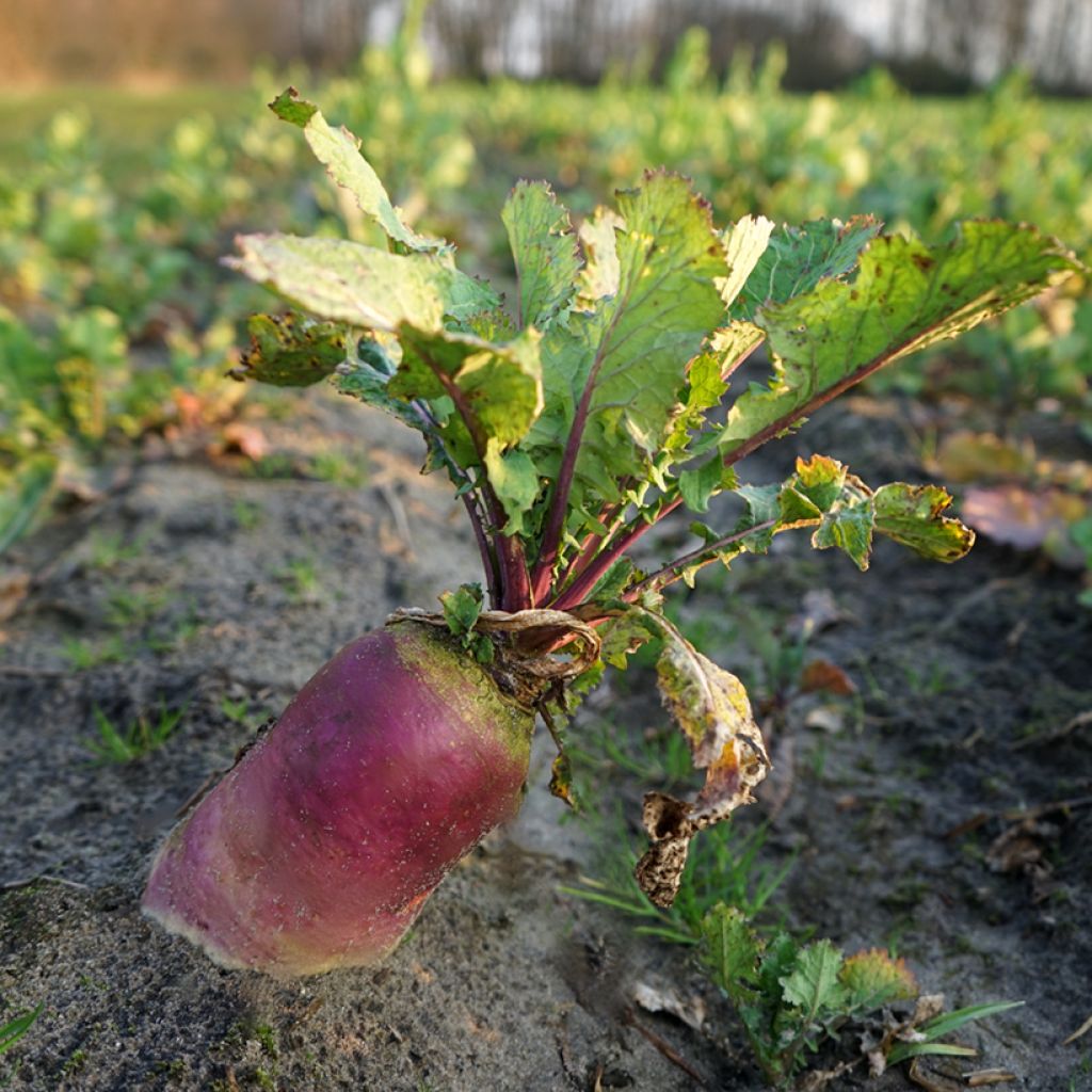 Fodder Beet or Mangelwurzel Red Mammoth