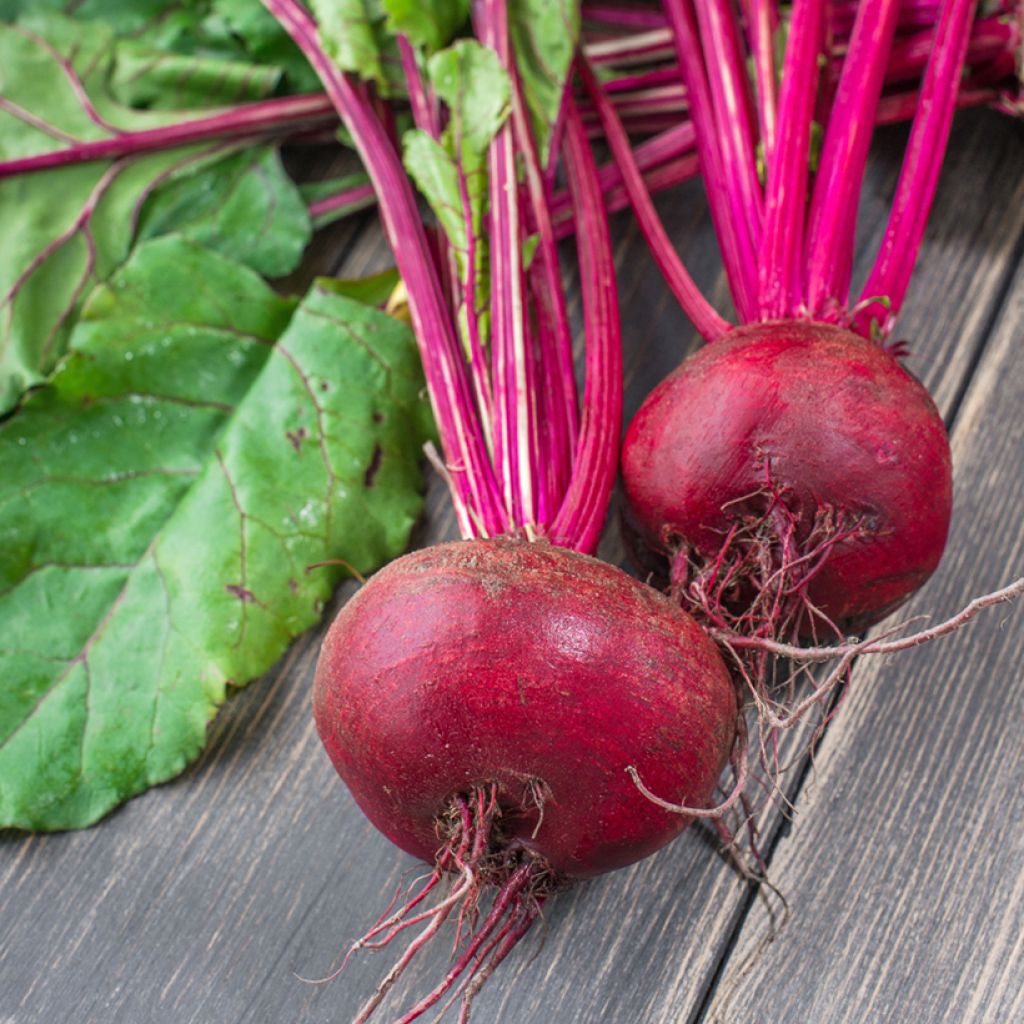 Flat of Egypt Beetroot - Vilmoron Seeds