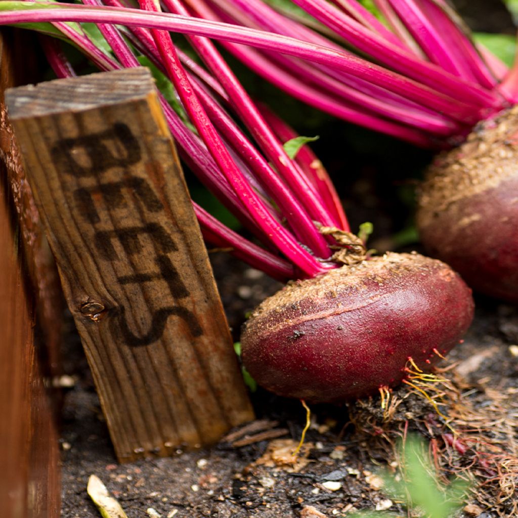 Flat of Egypt Beetroot - Vilmorin Seeds