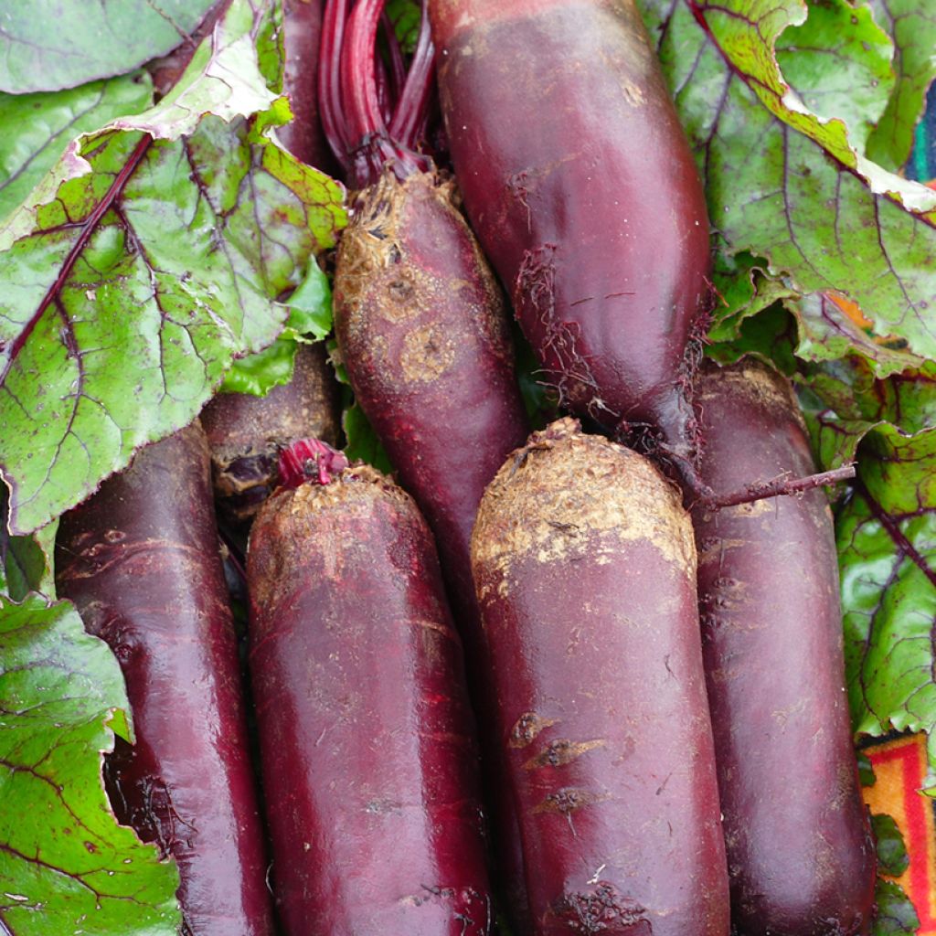 Alto F1 Red Beetroot - Beta vulgaris