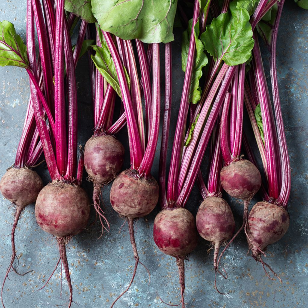 Bonel Red Beetroot - Beta vulgaris