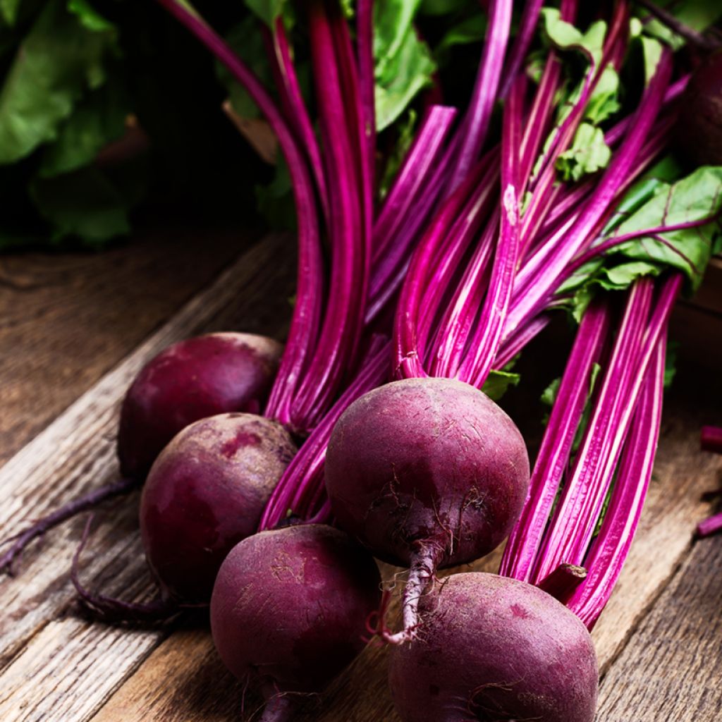 Cardeal F1 Red Beetroot - Beta vulgaris