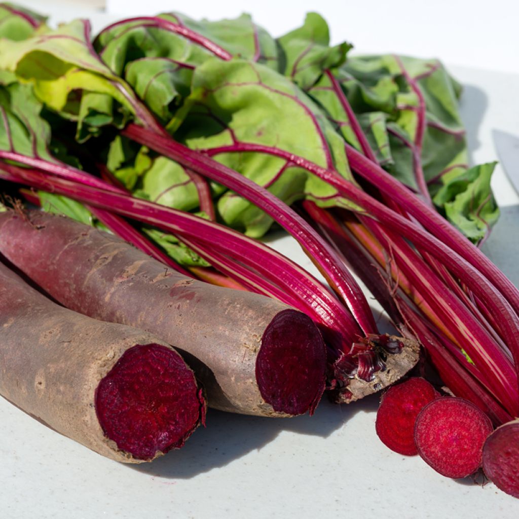 Red Beetroot Cylindra