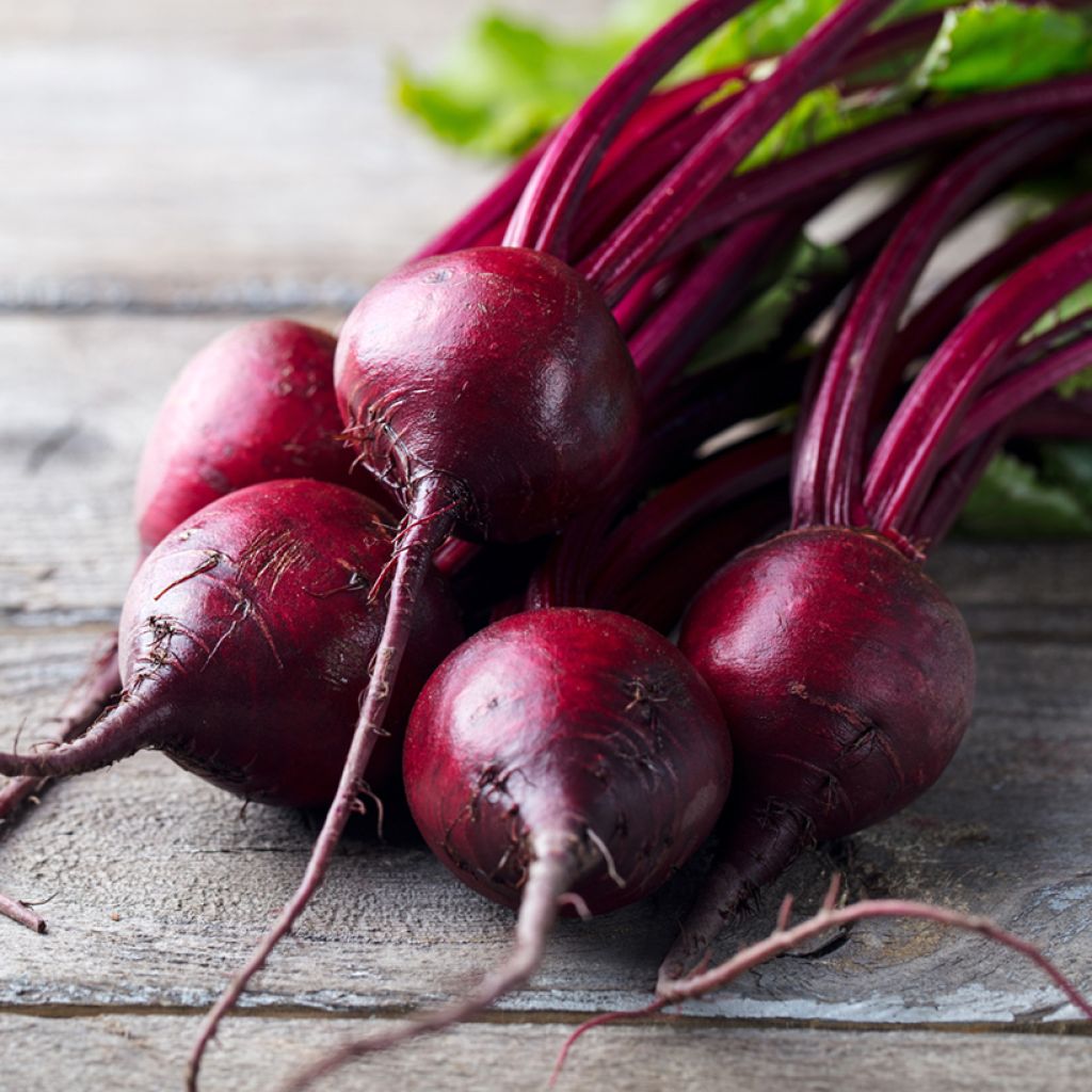 Pablo F1 Red Beetroot - Beta vulgaris