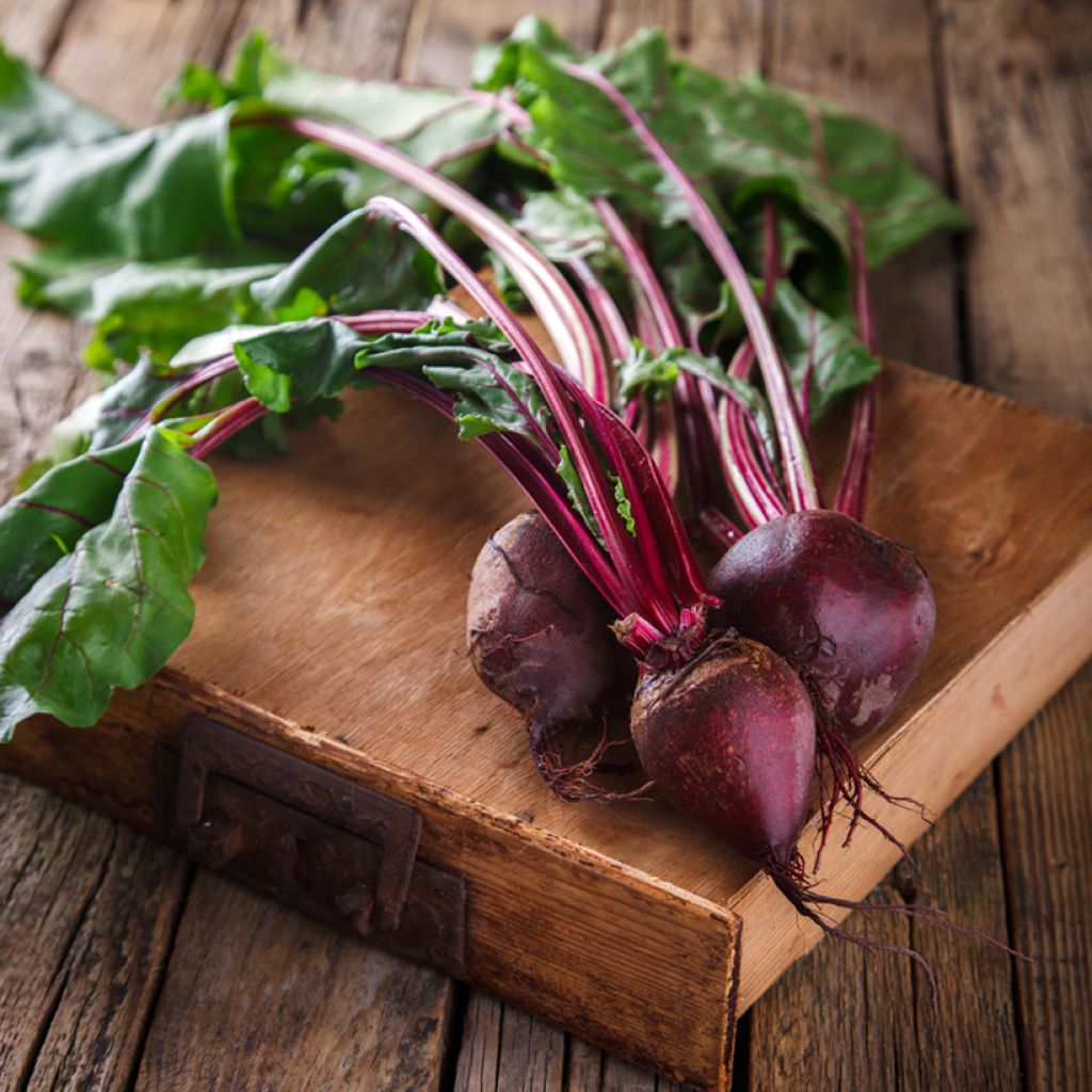 Beetroot Detroit Globe 2 Préco - Vilmorin Seeds seeds