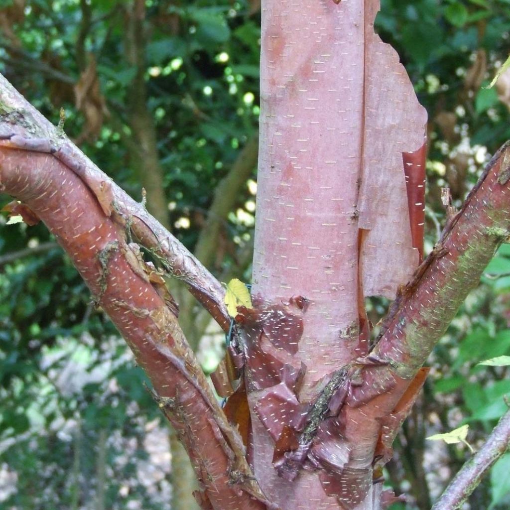 Betula albosinensis Blason Minrouge - Chinese Red Birch