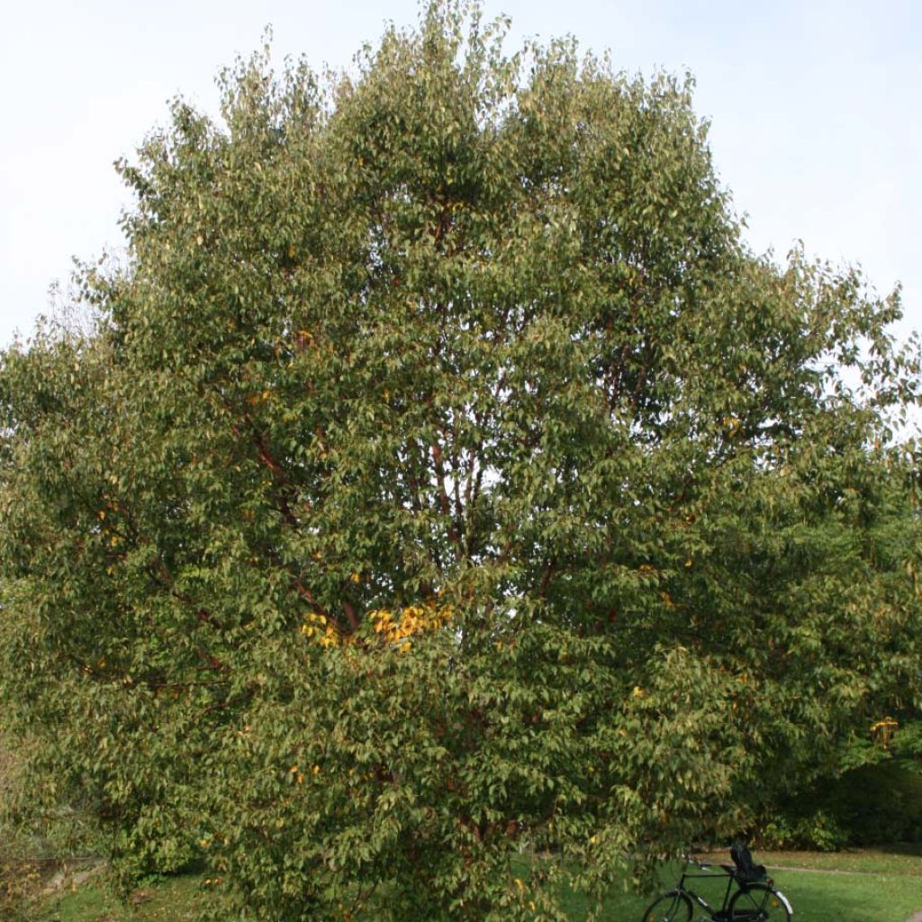 Betula albosinensis Blason Minrouge - Chinese Red Birch