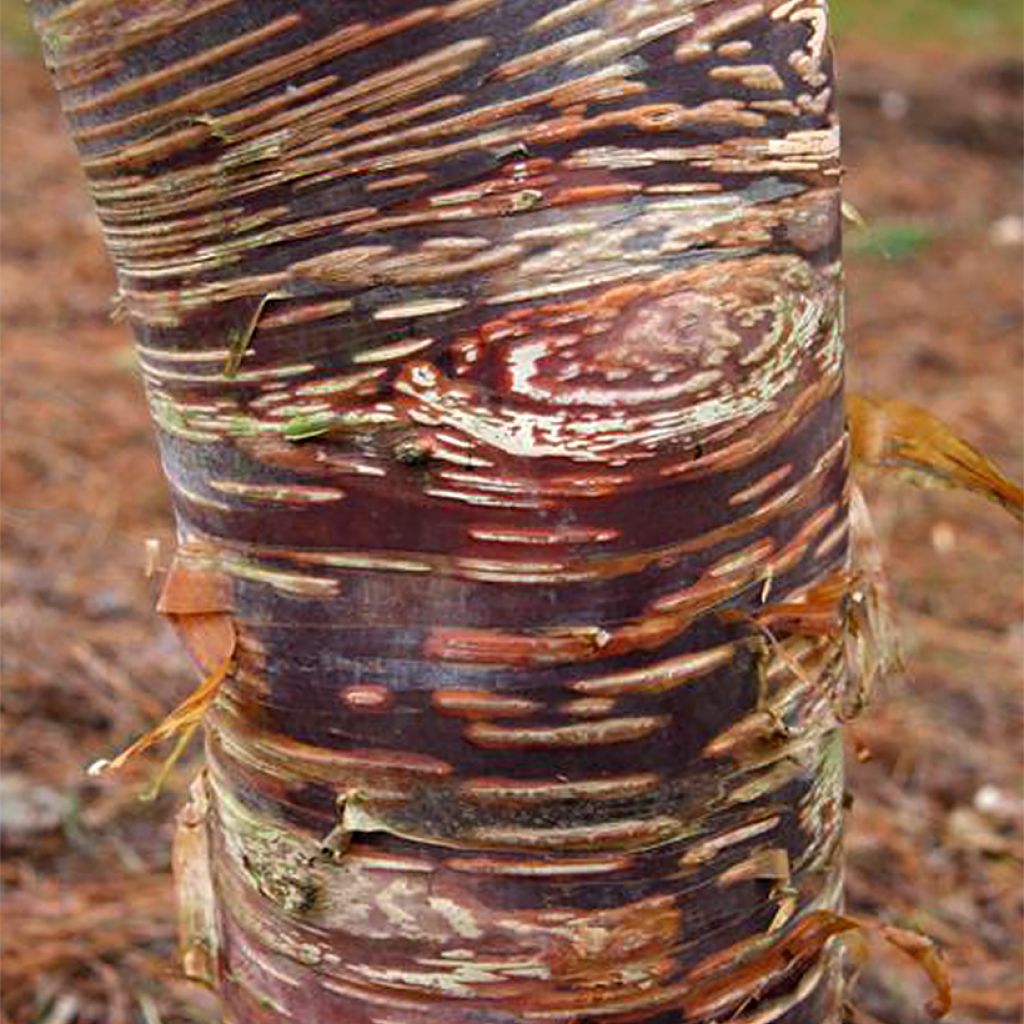 Betula ermanii Mount Zao Purple - Erman's Birch