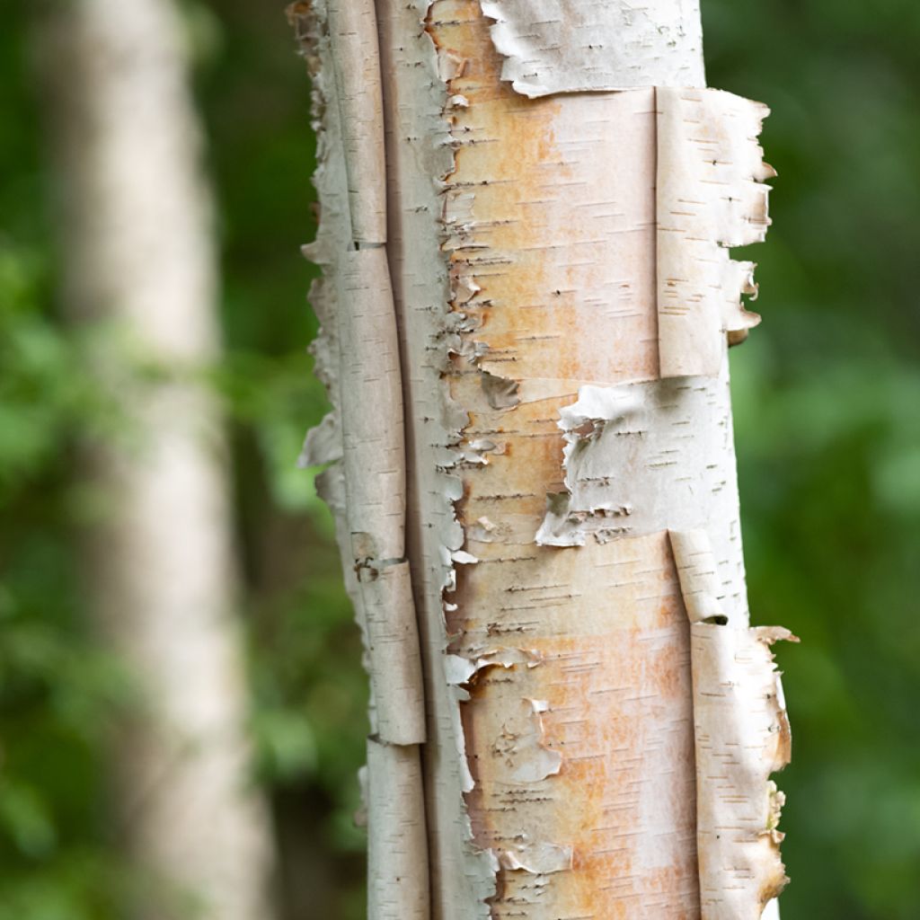 Betula papyrifera - Paper Birch