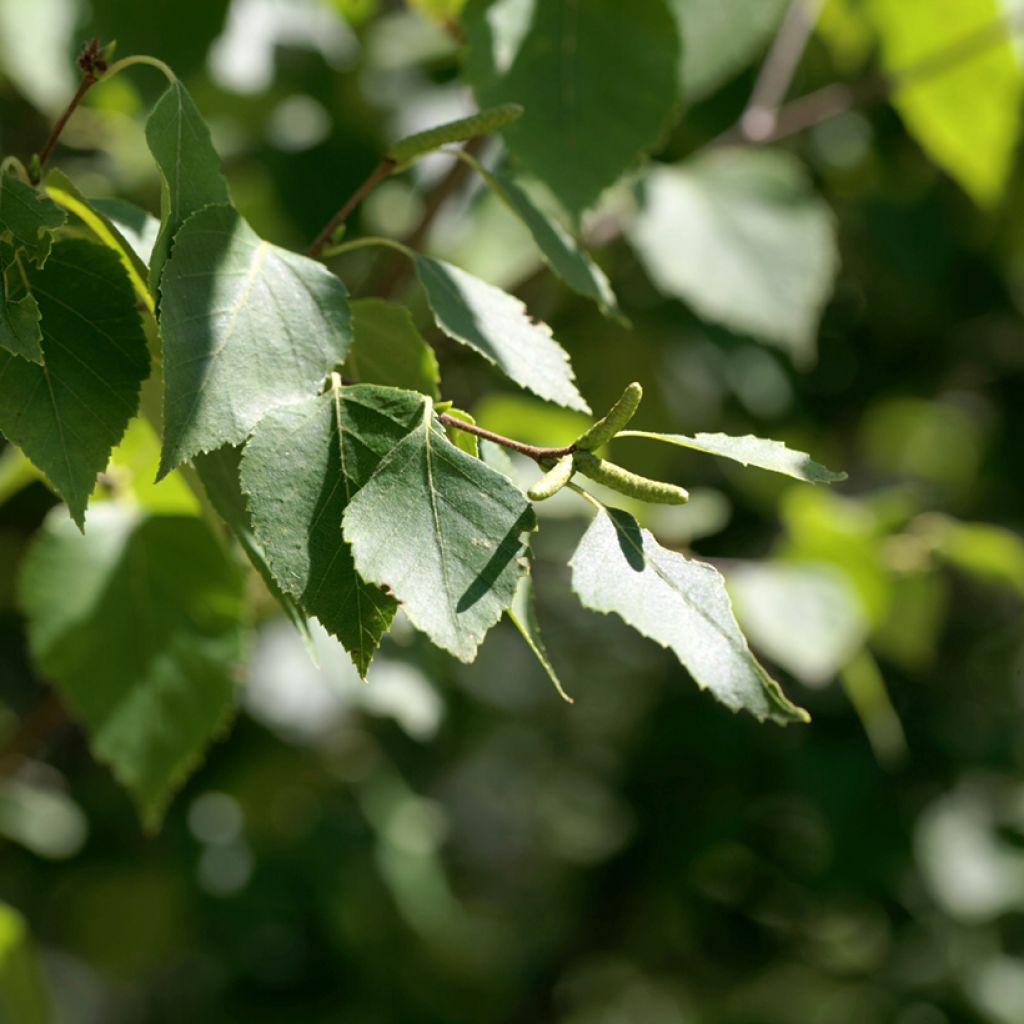 Betula papyrifera - Paper Birch