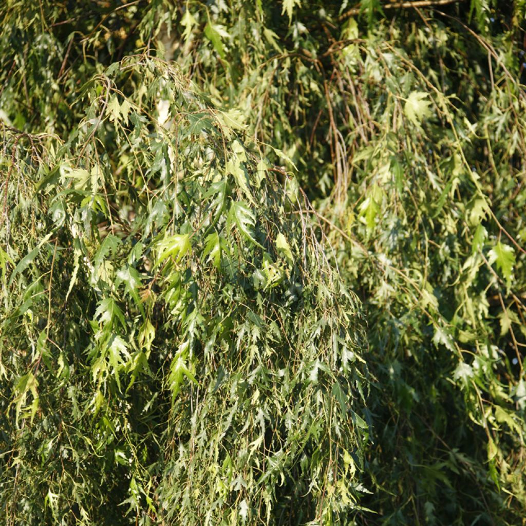 Betula pendula Gracilis - Weeping Birch