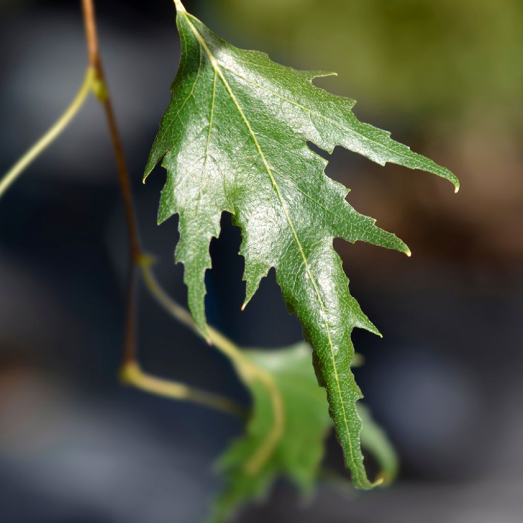 Betula pendula Gracilis - Weeping Birch