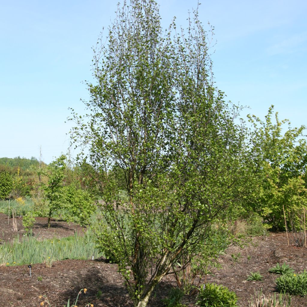 Betula pendula Obelisk - Silver Birch