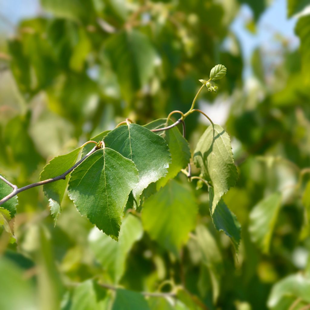 Betula pendula Spider Alley - Birch