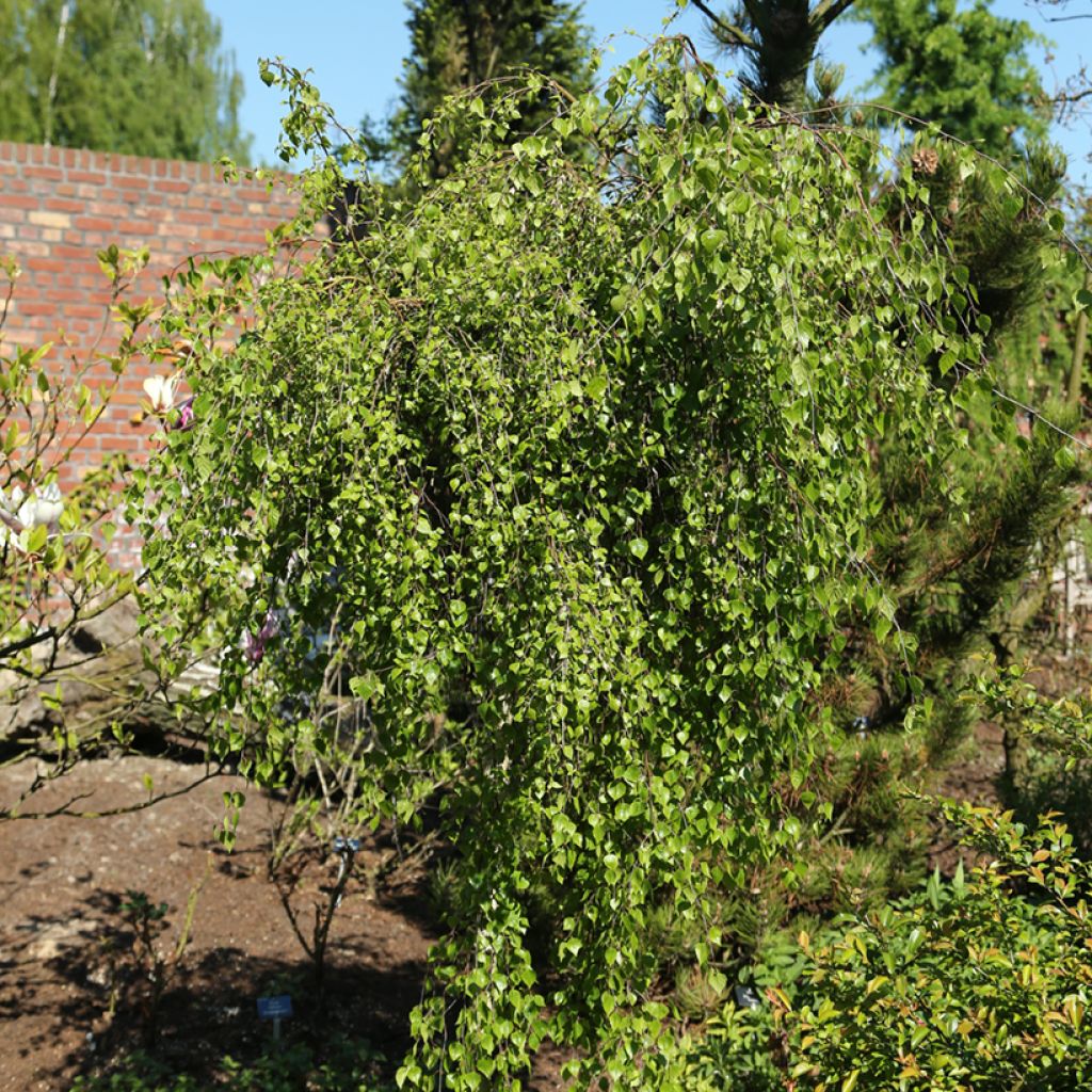 Betula pendula Zöld Szakáll - Silver Birch