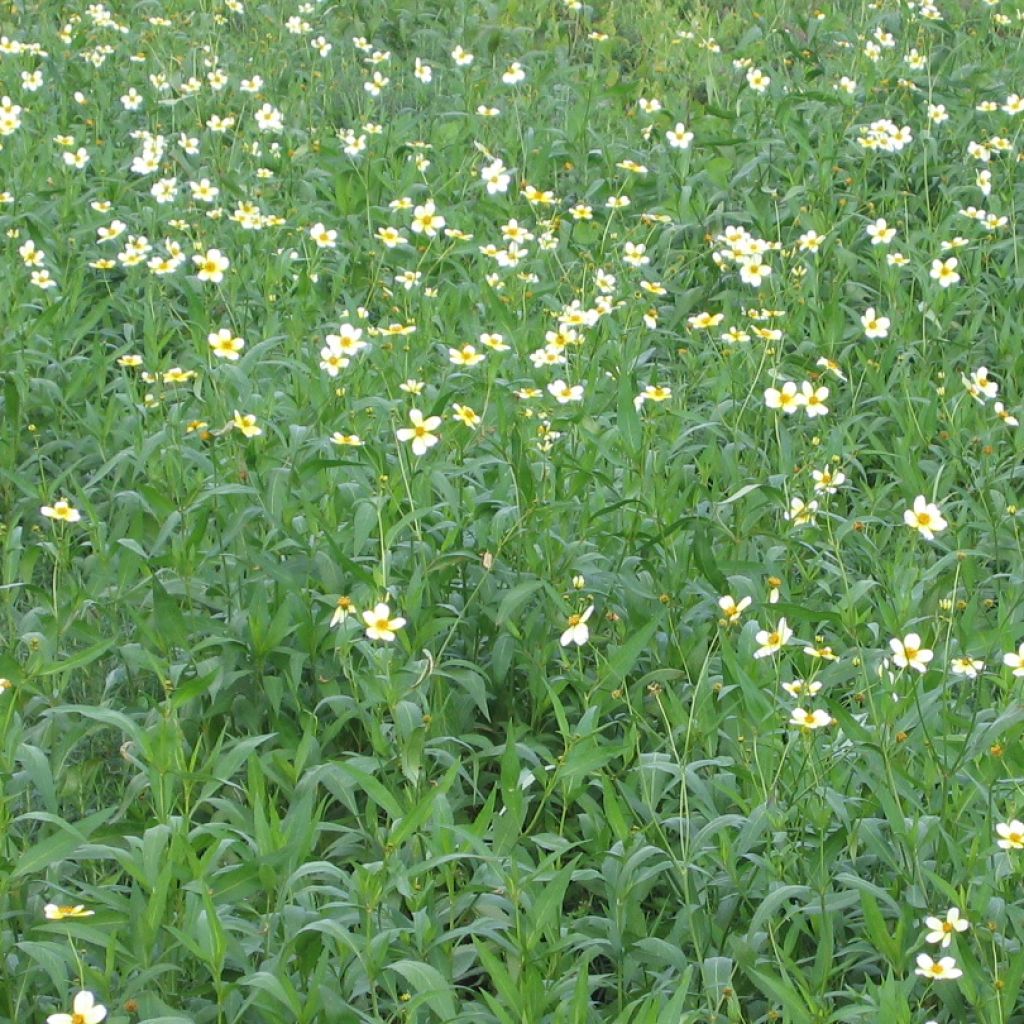 Bidens aurea