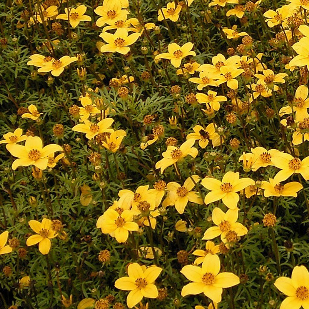 Bidens ferulifolia - Apache Beggarticks