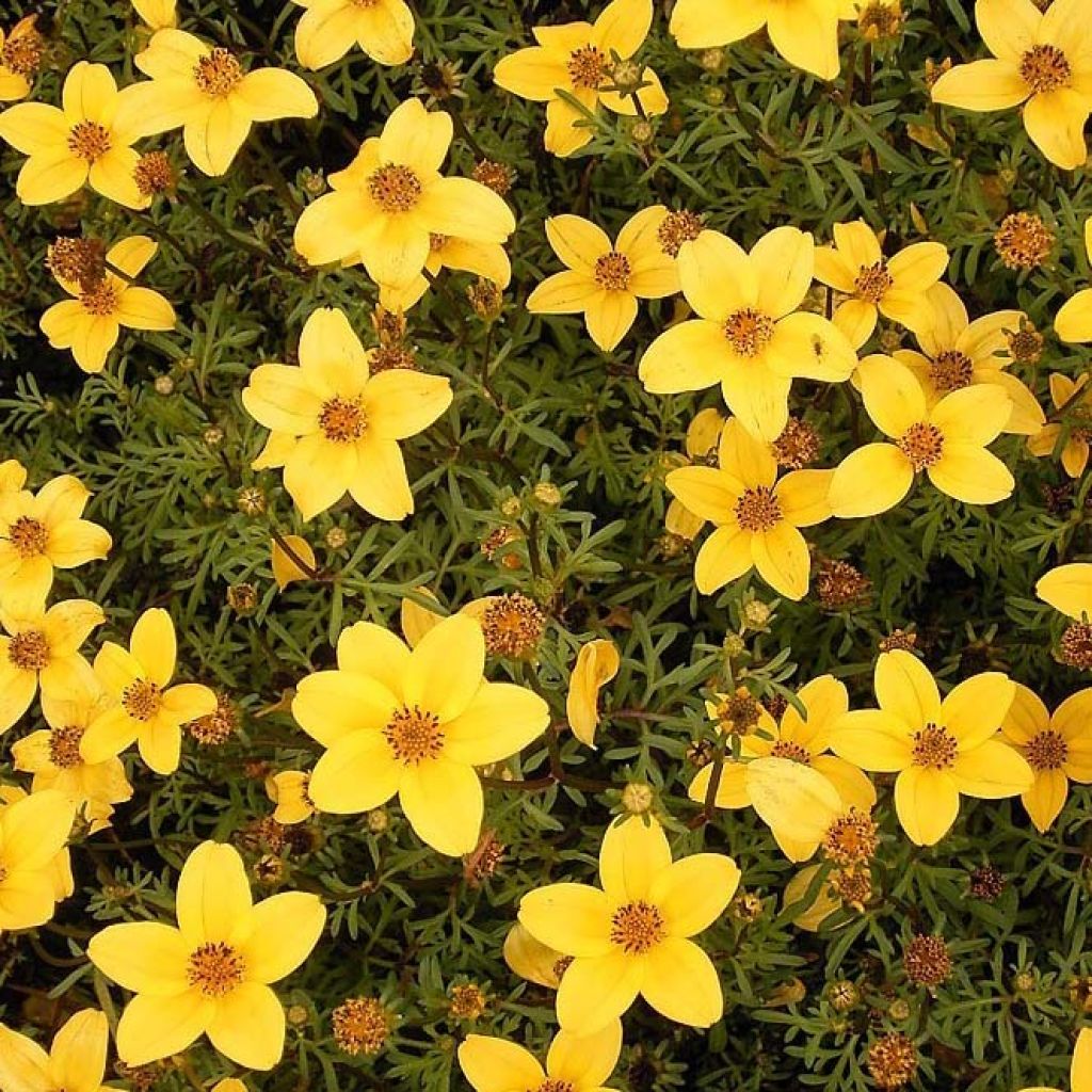 Bidens ferulifolia Compact - Apache Beggarticks