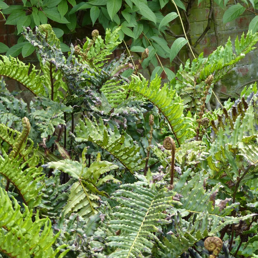 Blechnum chilense - Chilean Hard Fern