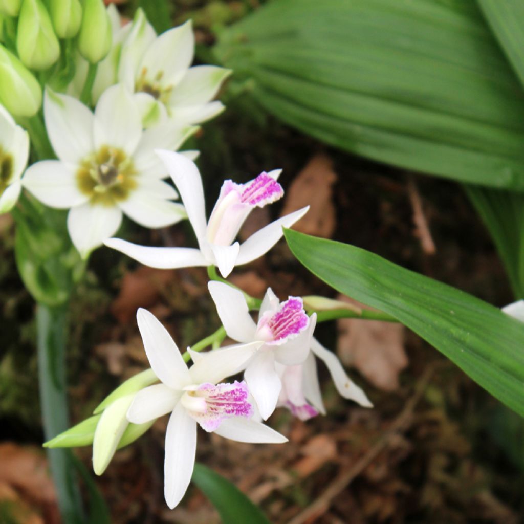 Bletilla striata alba - Chinese Ground Orchid