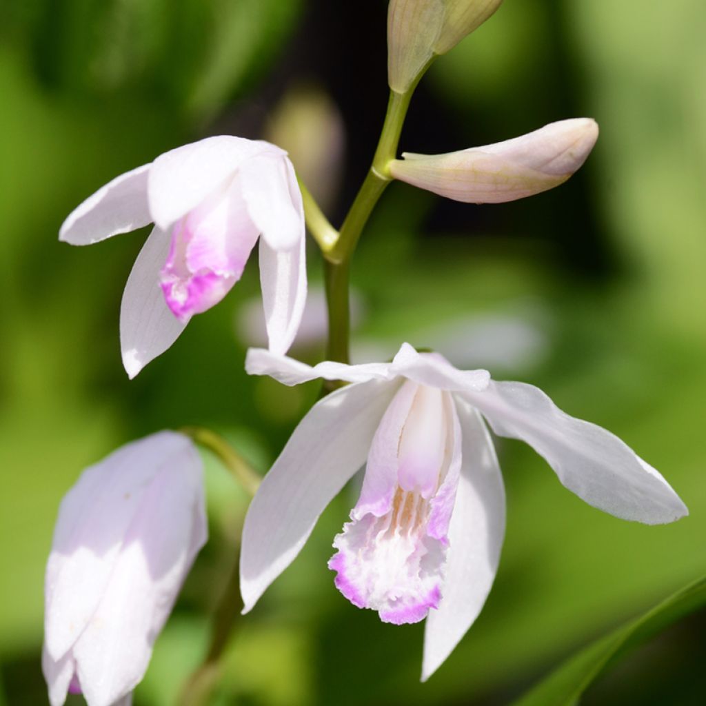 Bletilla striata Kuchi-beni - Hyacinth orchid