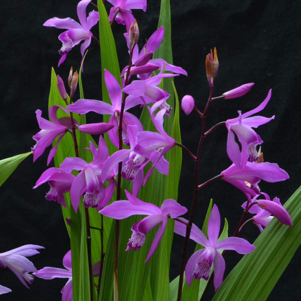 Bletilla striata 'Marcel Clapdrop'