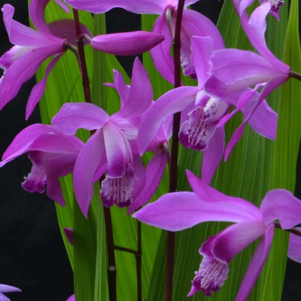 Bletilla striata 'Marcel Clapdrop'