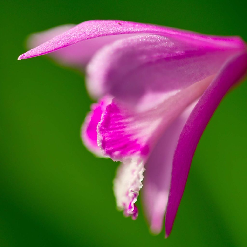 Bletilla striata Shi-ran - Hyacinth orchid