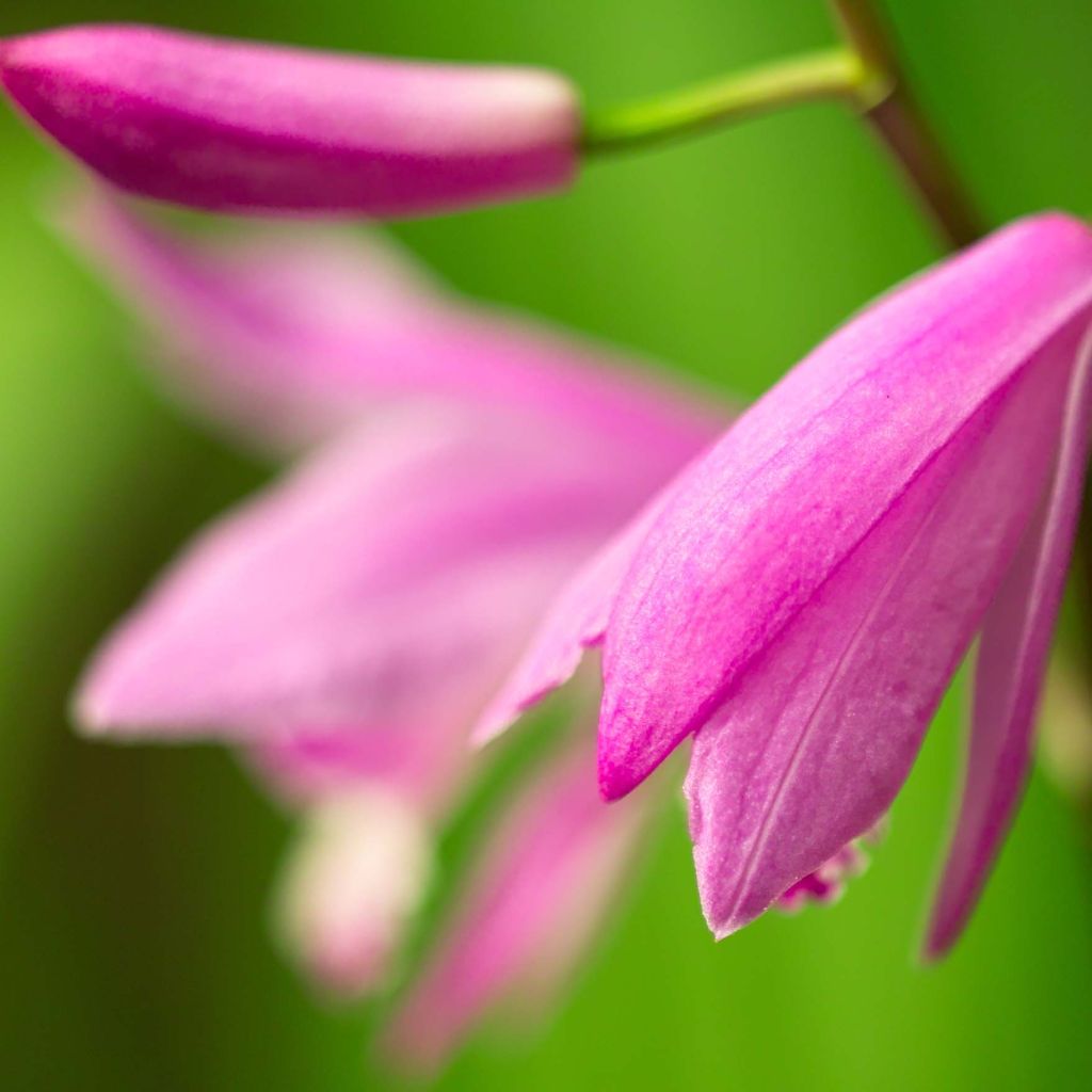 Bletilla striata Shi-ran - Hyacinth orchid