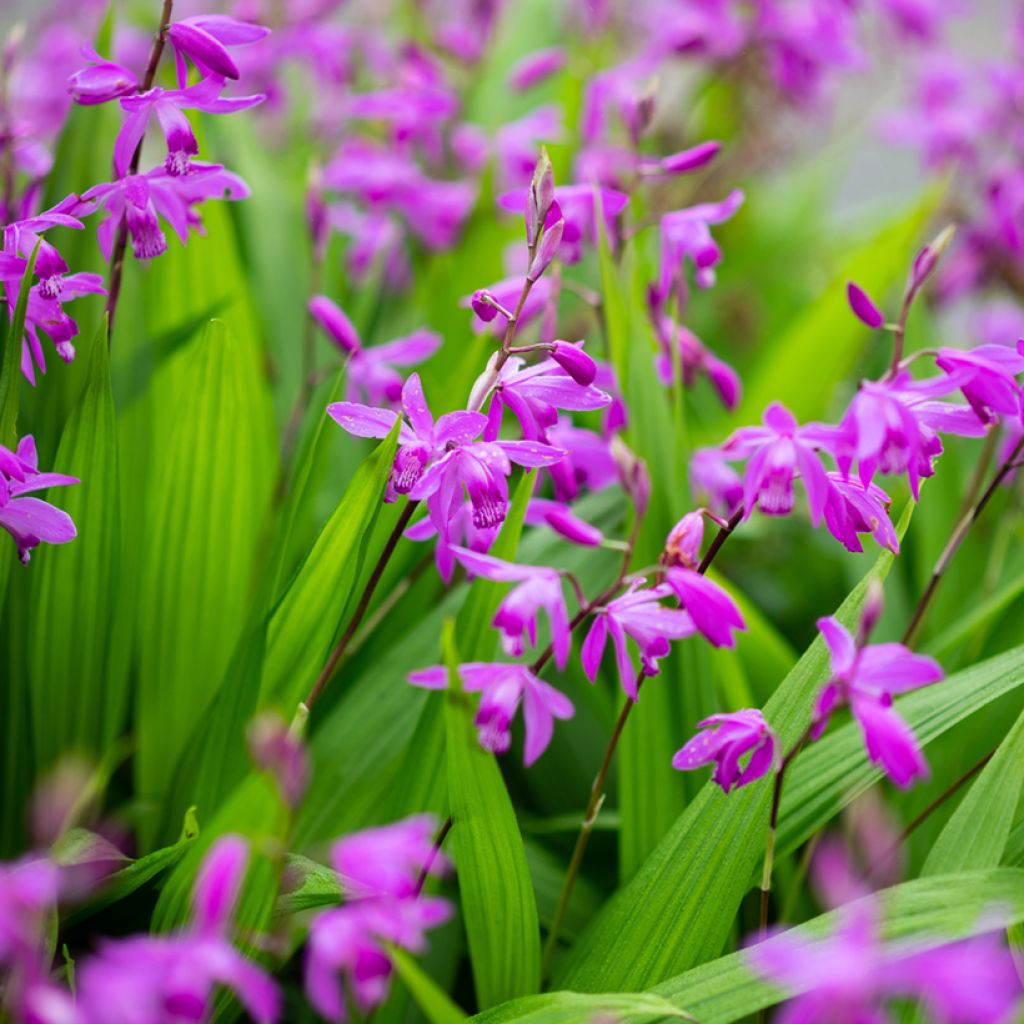 Bletilla striata Purple - Hyacinth orchid