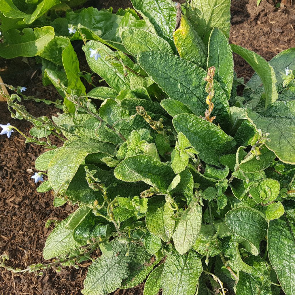 Borago pygmaea