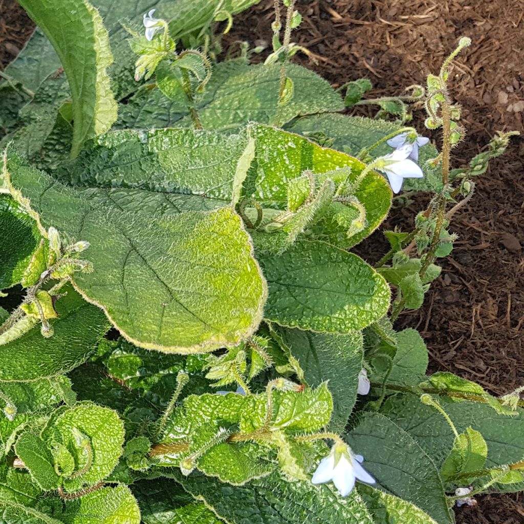 Borago pygmaea