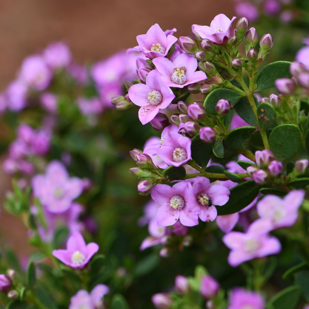 Boronia crenulata Shark Bay