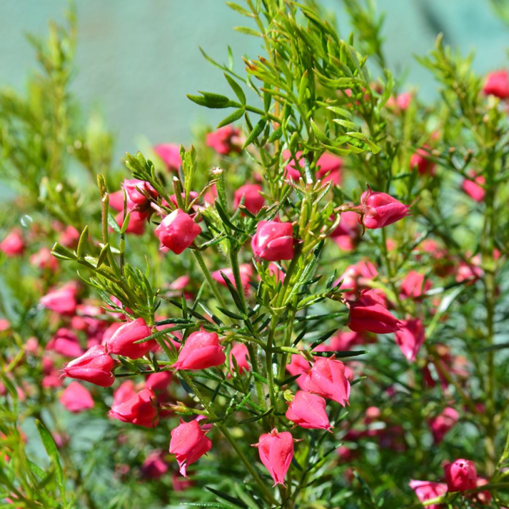 Boronia heterophylla