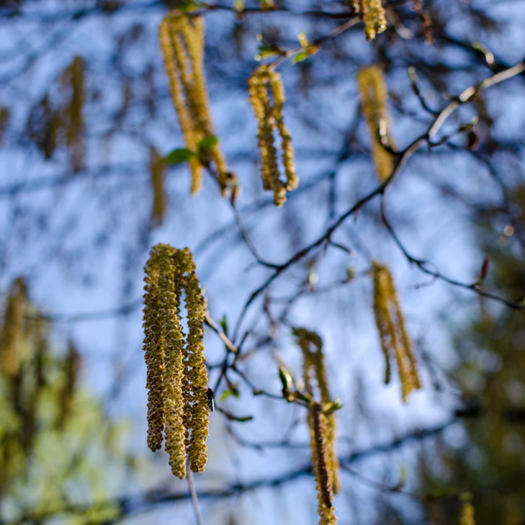 Betula albosinensis Fascination - Birch