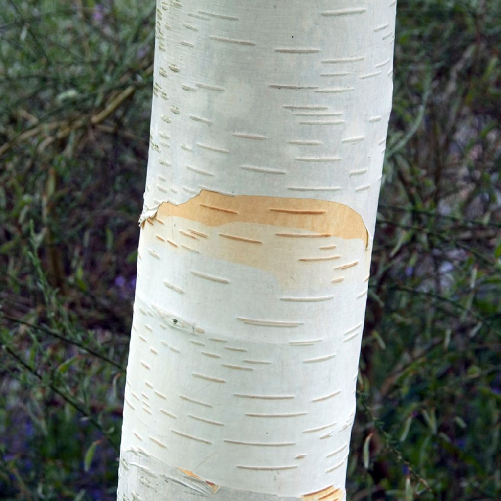 Betula utilis var. jacquemontii - Himalayan Birch