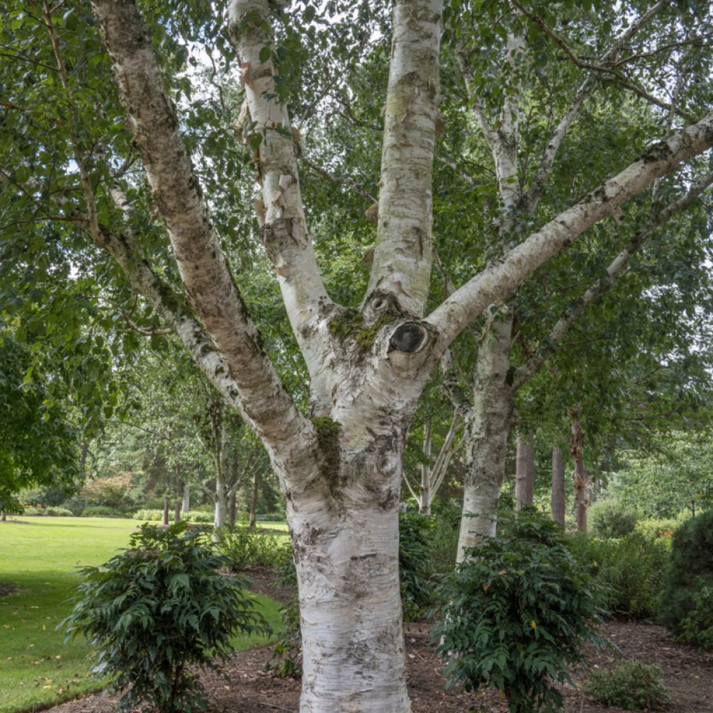 Betula utilis var. jacquemontii - Himalayan Birch