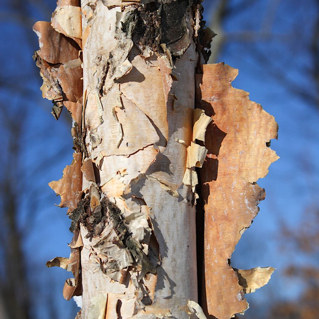 Betula nigra - Birch