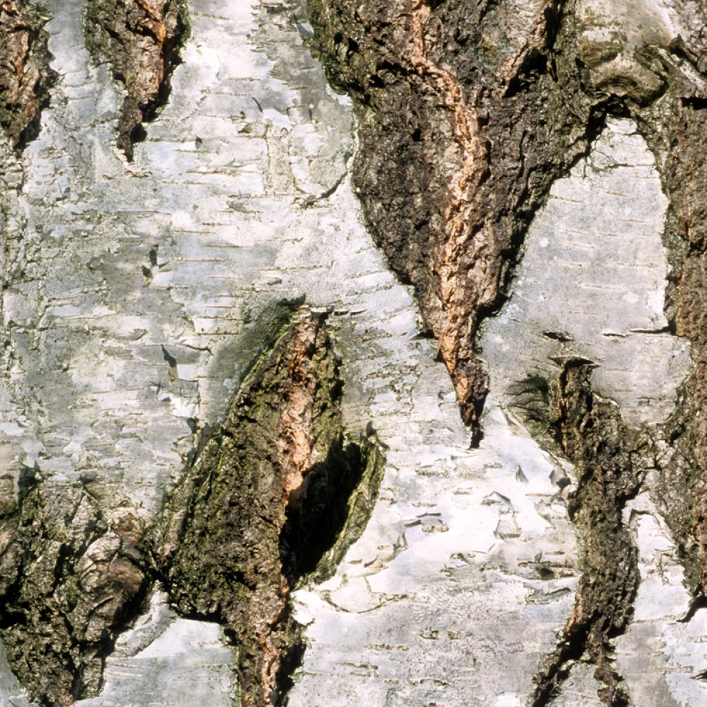 Betula pendula Crispa - Birch