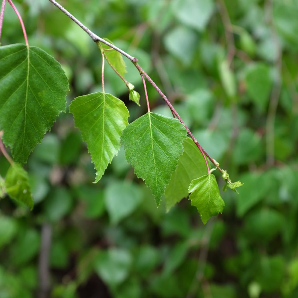 Betula pendula Youngii - Birch