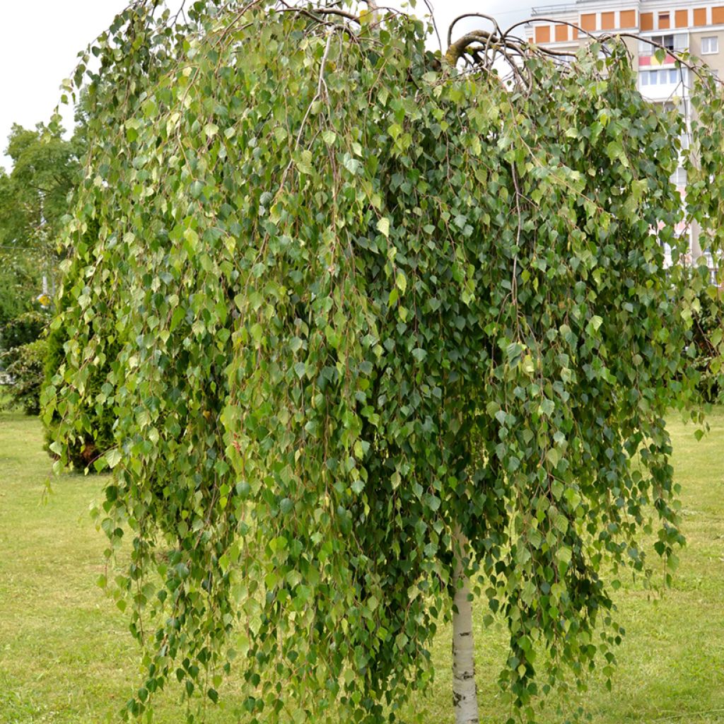 Betula pendula Youngii - Birch