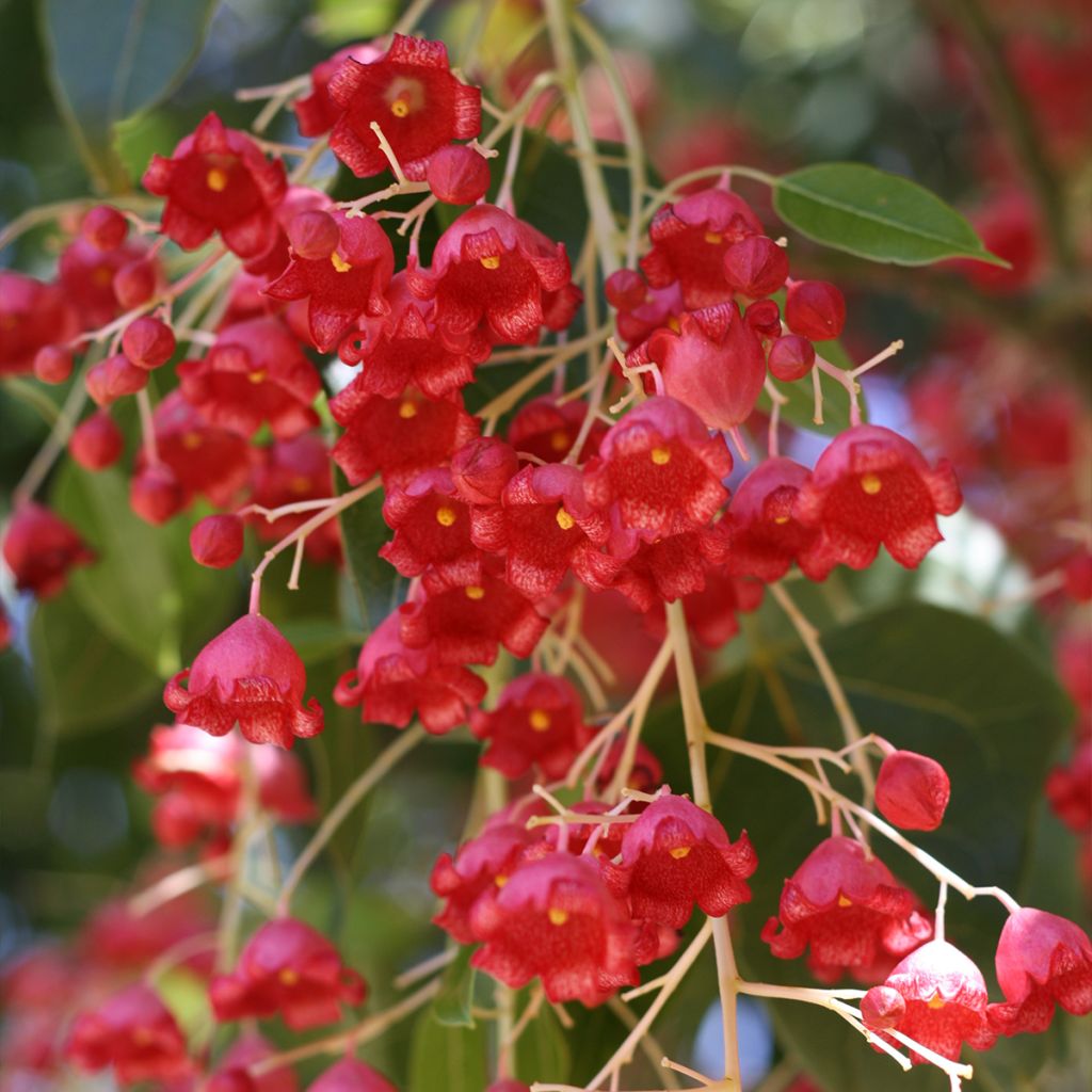 Brachychiton acerifolius